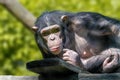 Anthropoid ape of a chimpanzee Royalty Free Stock Photo