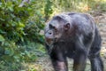 Anthropoid ape of a chimpanzee Royalty Free Stock Photo