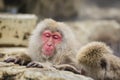 Anthropomorphism: Snow Monkey Fighting Sleep Royalty Free Stock Photo