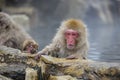 Anthropomorphism: Snow Monkey Turmoil Royalty Free Stock Photo