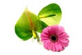 Anthurie with Gerbera Royalty Free Stock Photo