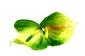 Anthurie Royalty Free Stock Photo