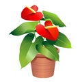 A potted anthurium plant with flowers - vector