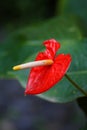 Anthurium Royalty Free Stock Photo