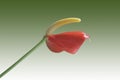 Anthurium