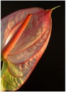 Anthurium Royalty Free Stock Photo