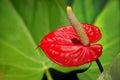 Anthurium