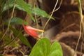 Anthurium andraeanum aka flamingo flower or laceleaf beautifully blooming in the Royalty Free Stock Photo