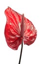 Anthurium andraeanum Flamingo lily