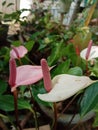 Flamingo (Anthurium) flower in Sri Lanka Royalty Free Stock Photo