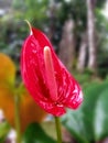 Anthurium Andraeanum Royalty Free Stock Photo