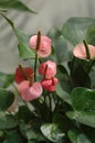 Anthurium andraeanum Linden