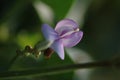 Anthurium andraeanum Linden