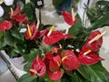 Anthurium andraeanum red blooming on display plants market