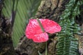Anthurium andraeanum red flower in the garden.Flamingo lily,Tailflower,Laceleaf, Heart-shaped flower Royalty Free Stock Photo