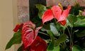 Anthurium andraeanum red flower in tropical garden.Flamingo lily, Tailflower, Laceleaf, Heart-shaped flower Royalty Free Stock Photo