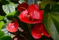 Anthurium andraeanum red flowers in the garden.Flamingo lily,Tailflower,Laceleaf, Heart-shaped flower. Royalty Free Stock Photo