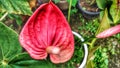 Anthurium andraeanum is a species of flowering plant in the Araceae family