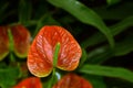 Anthurium Andre flower Lat. Anthurium andraeanum.