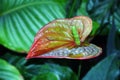 Anthurium Andre flower Lat. Anthurium andraeanum.