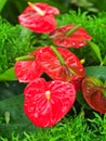 Anthurium andreanum Andre, tailflower, flamingo flower, or laceleaf