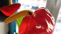 Anthurium andreanum, anthurium with ladybug on the stamen