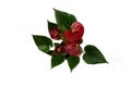 Anthurium andreanum in pot with white background, overhead view