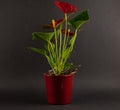 Anthurium andreanum in red pot with black background