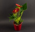 Anthurium andreanum in red pot with black background, top view