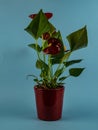 Anthurium andreanum in red pot with blue background