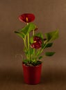 Anthurium andreanum in red pot with brown background