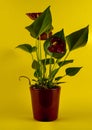 Anthurium andreanum in red pot with yellow background