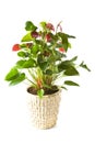 Anthurium Andreanum Red Queen Royalty Free Stock Photo