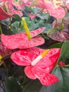 Anthurium andreanum, several red anthuriums with green foliage in the background. Royalty Free Stock Photo