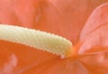 Anthurium araceae flower