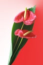 Anthurium bouquet