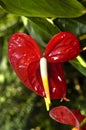 Anthurium in Brilliant Red