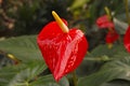 Anthurium