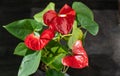 Anthurium buds on black background. Red home flower with a yellow center. Flower in the shape of a heart. Anthurium Royalty Free Stock Photo