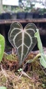 Anthurium Clarinervium red dot plant