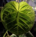 Anthurium clarinervium Under Sunlight