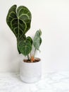 Anthurium Clarinervium or white - veined anthurium in a planter against a white background