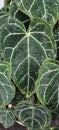 Anthurium crystallinum, also known by the common name Elephant Ear. Royalty Free Stock Photo