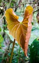 Anthurium crystallinum flower leaf, close-up, vertical Royalty Free Stock Photo