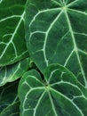 Anthurium crystallinum leaf plant