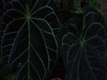 Anthurium crystallinum plant leaves closeup view Royalty Free Stock Photo