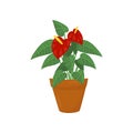 Anthurium with dark red flowers and green leaves. Plant for home decoration. Blooming houseplant in brown pot. Flat
