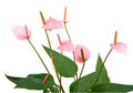 Anthurium decorative flower Royalty Free Stock Photo