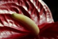 Anthurium Royalty Free Stock Photo