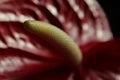 Anthurium Royalty Free Stock Photo